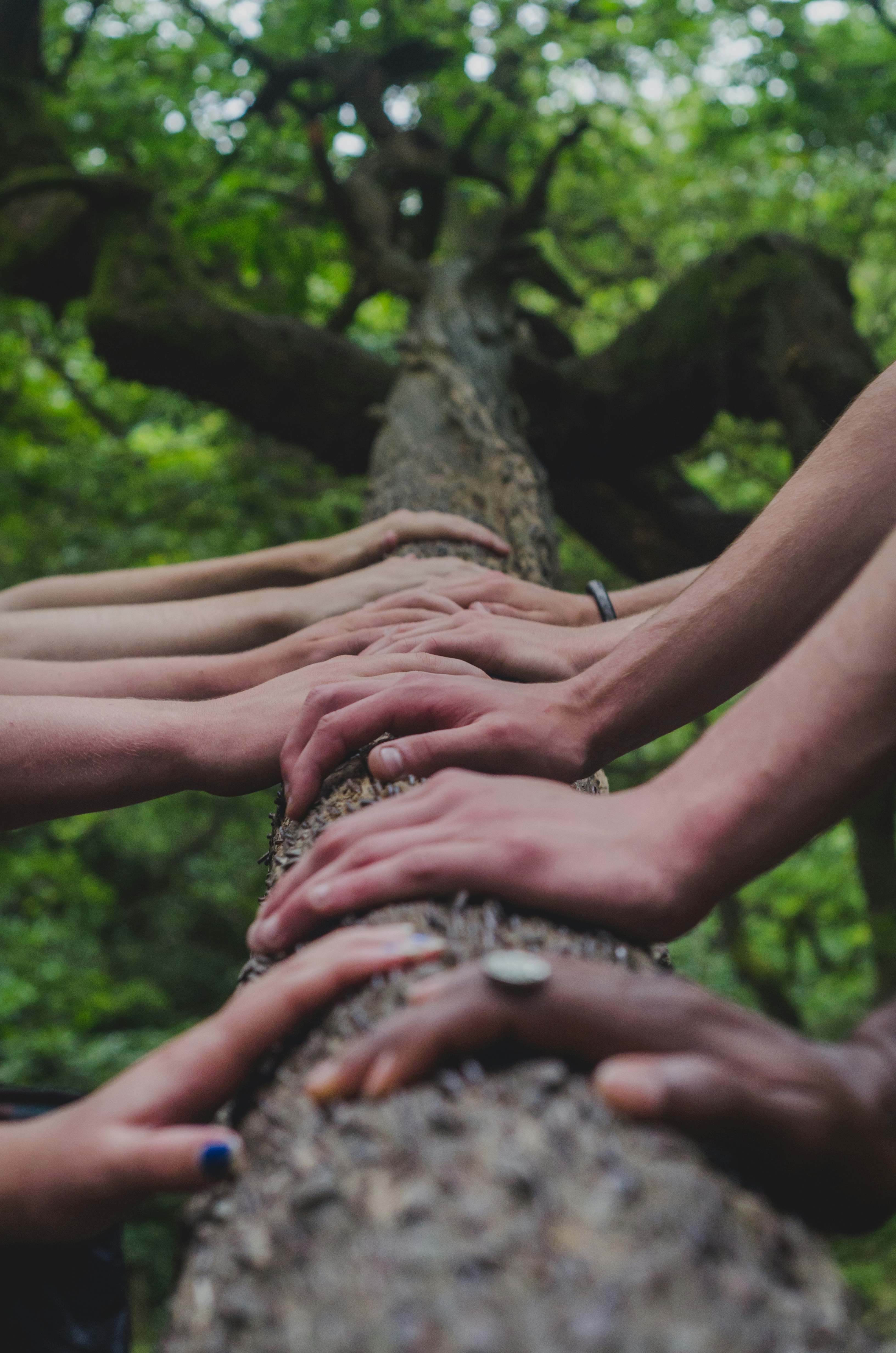 Attachment Theory and the Climate Crisis: Healing Our Relationship with Earth