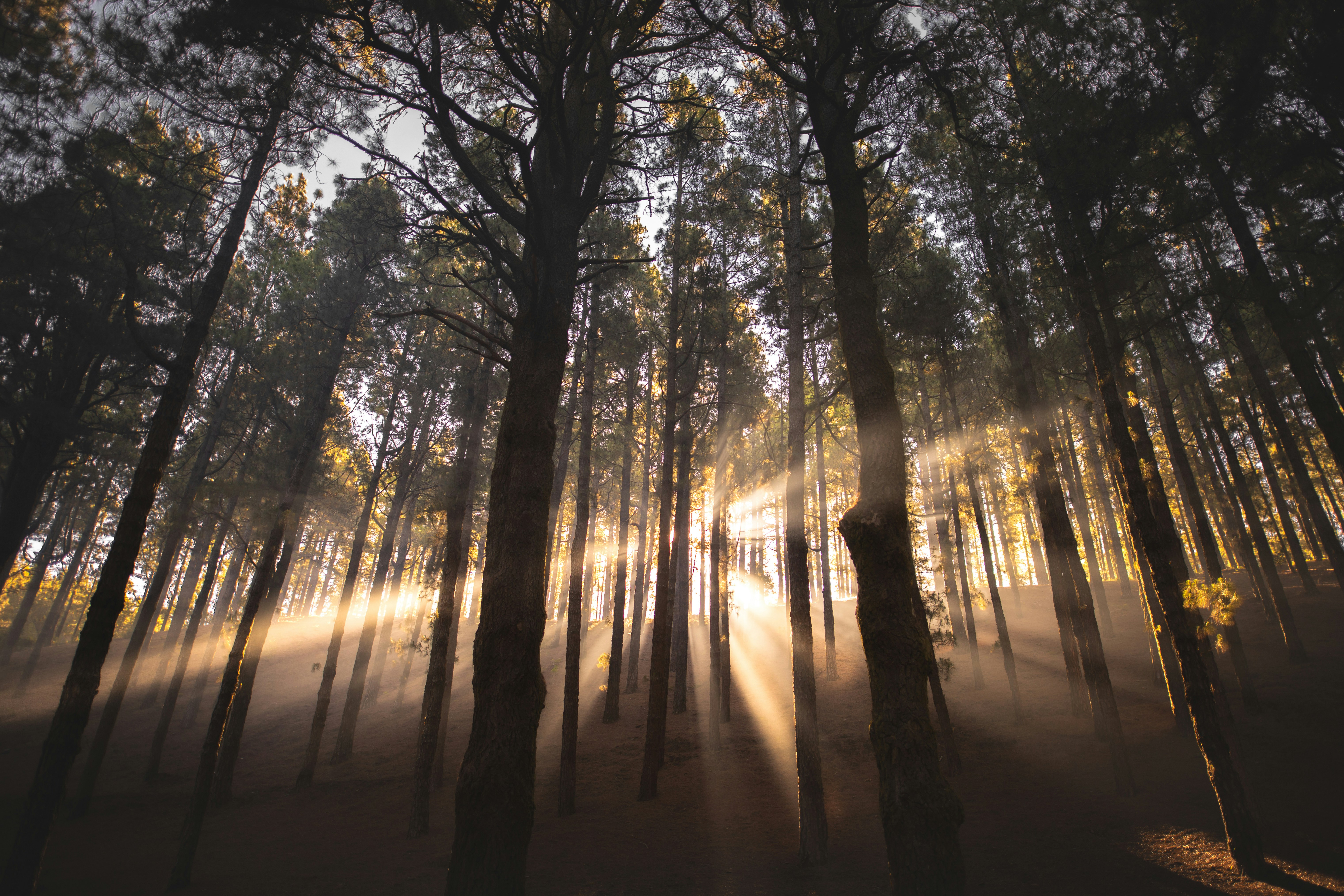 Not a Tool, Not a Cure: Remembering Our Place in the Living World