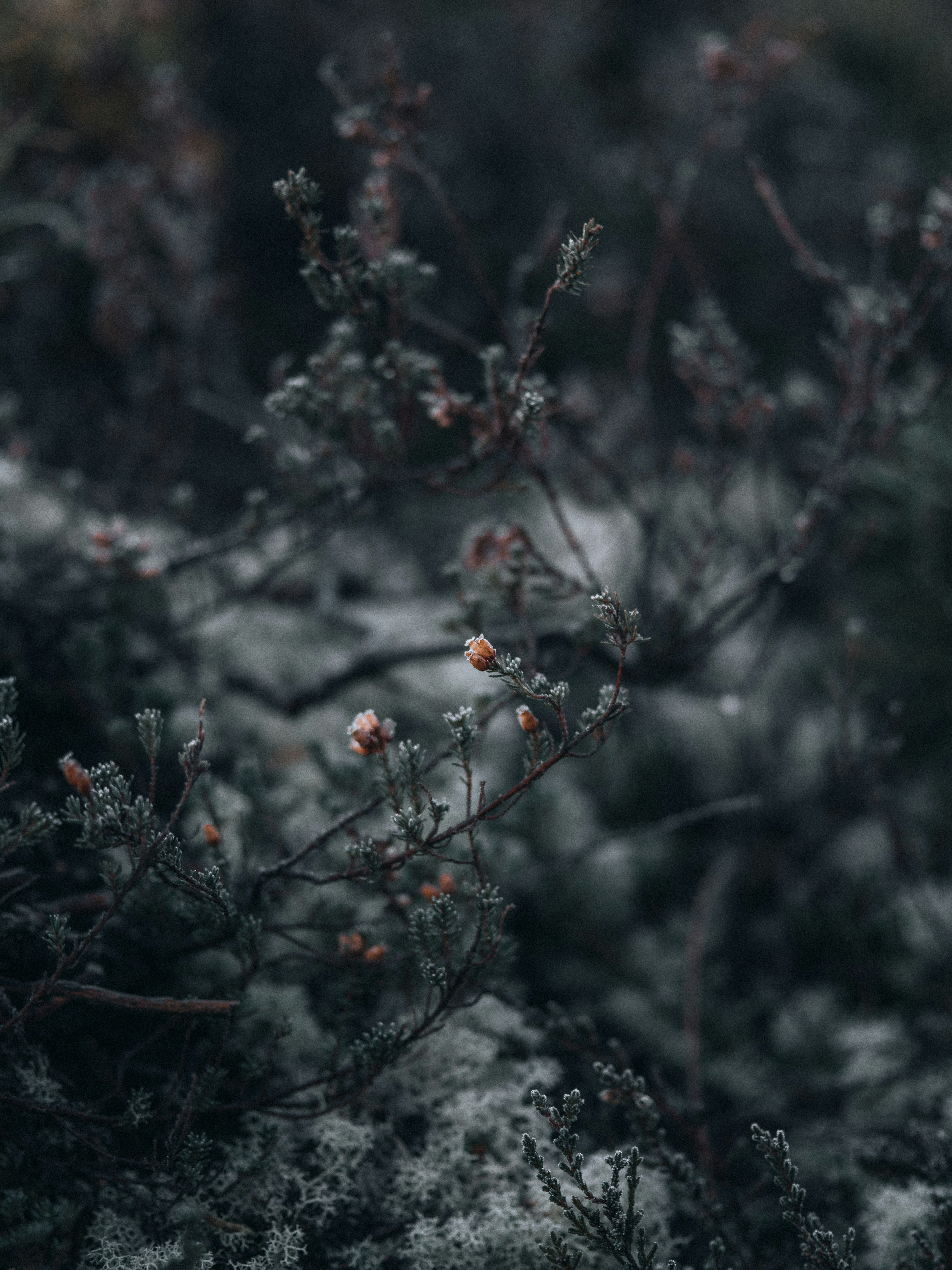 Embracing the Dark Season: Wintering, Dhumavati, and the Art of Doing Less